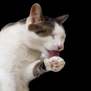 Meet your Posher, Miles